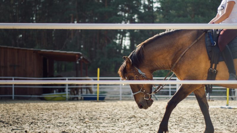 Les haras et les établissements équestres