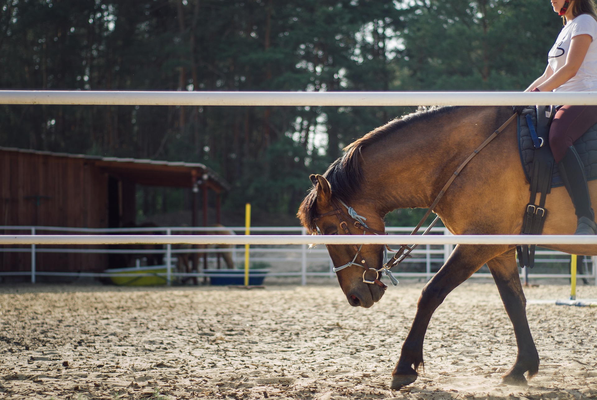 Les haras et les établissements équestres