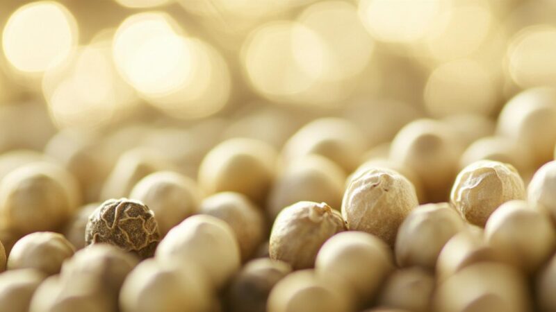 Les 6 meilleurs Poivres de Kampot Blanc IGP en 2026 : Traçabilité et Parfum à l&rsquo;honneur